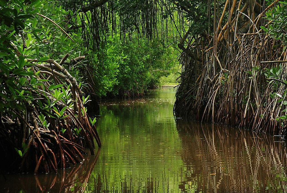 Nota sobre Si te gusta el clima cálido debes conocer Estero Palo Verde, Colima