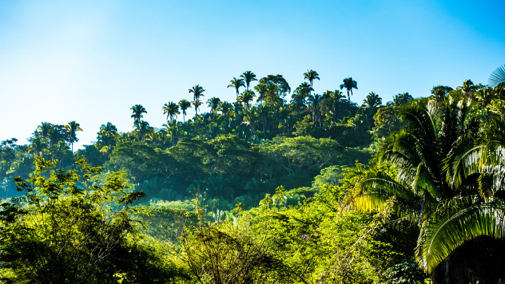 Nota sobre Disfruta de la naturaleza pura en Petatlán, Guerrero