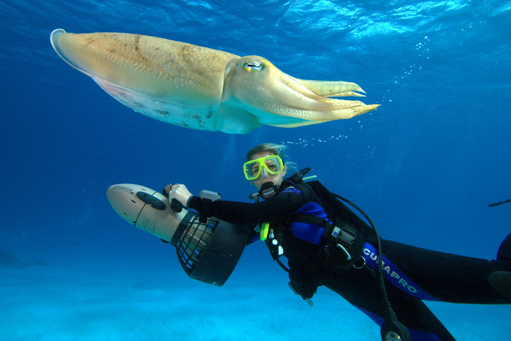 Nota sobre Escuelas de buceo: técnicas y secretos de este deporte acuático