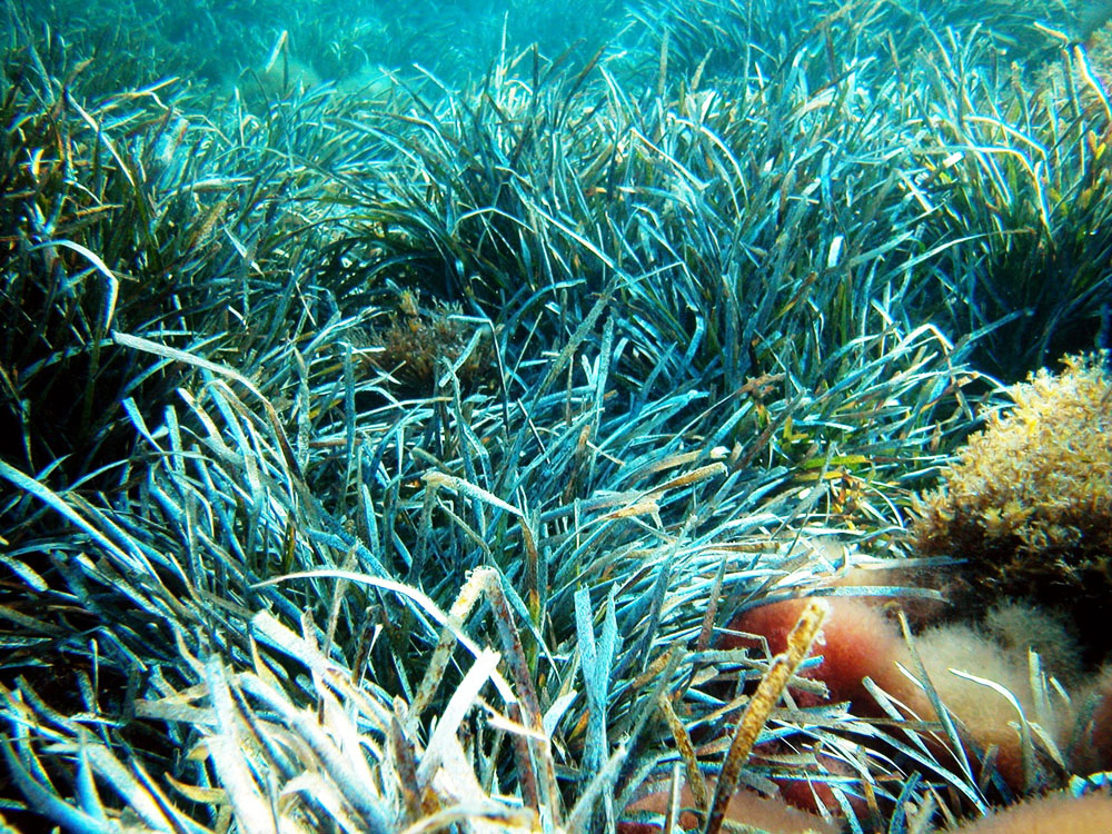 Nota sobre Buceo en Cenotes, maravilla acuática