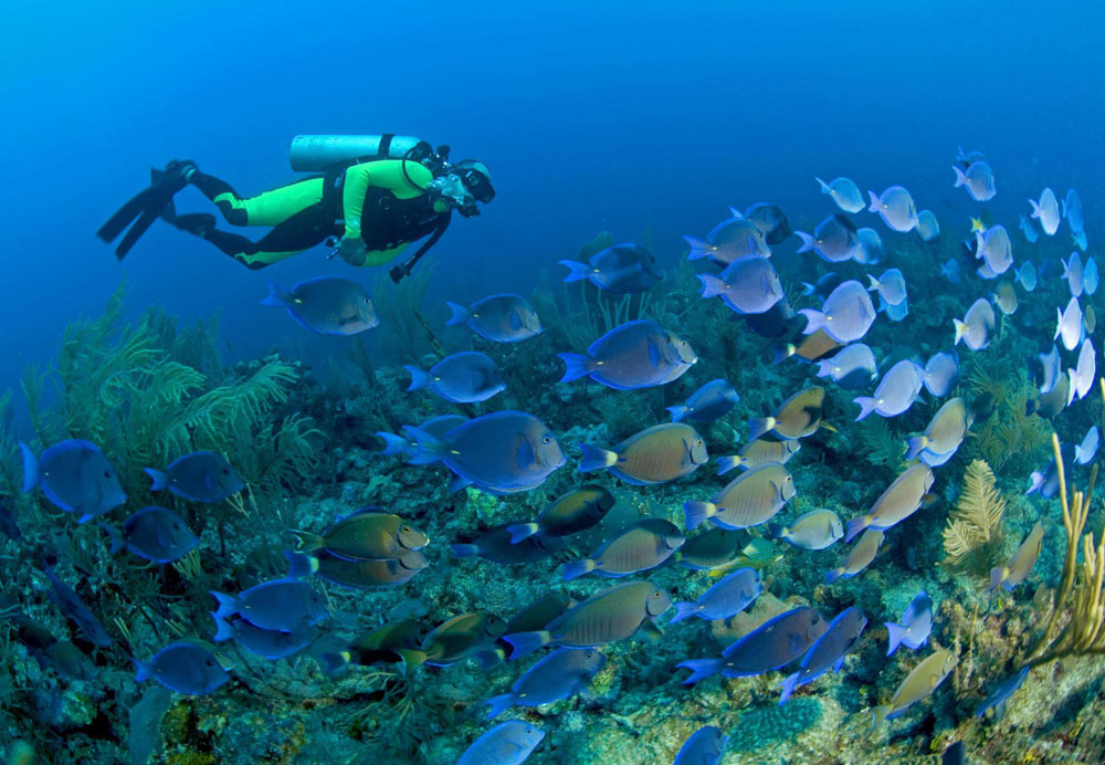 Nota sobre Practica buceo en Acapulco, Guerrero