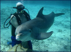 Nota sobre Buceo con Delfines Cozumel "Dolphin Discovery