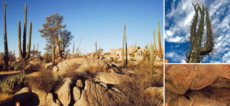 Nota sobre Cataviña Baja California, Desierto fe&#769;rtil