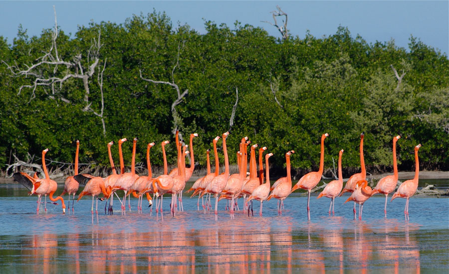 Nota sobre Reserva de la biosfera el Cielo, Tamaulipas