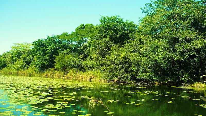 Nota sobre Reserva de la biosfera Zicuirán Infiernillo, Michoacán