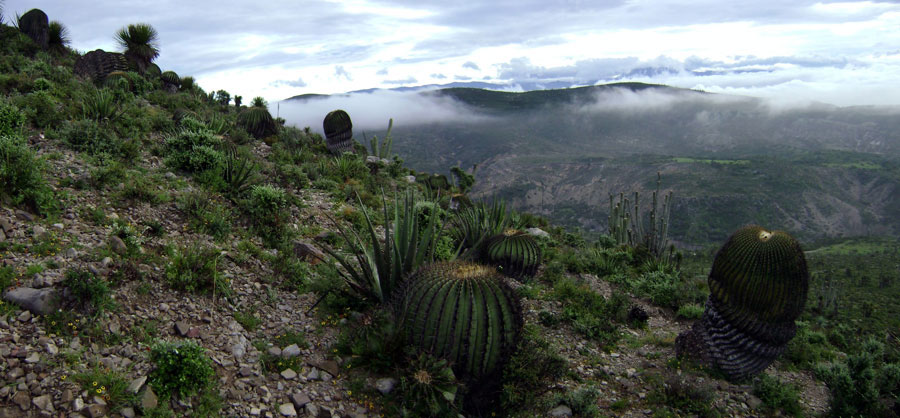 Nota sobre Sierra La Laguna, Baja California Sur