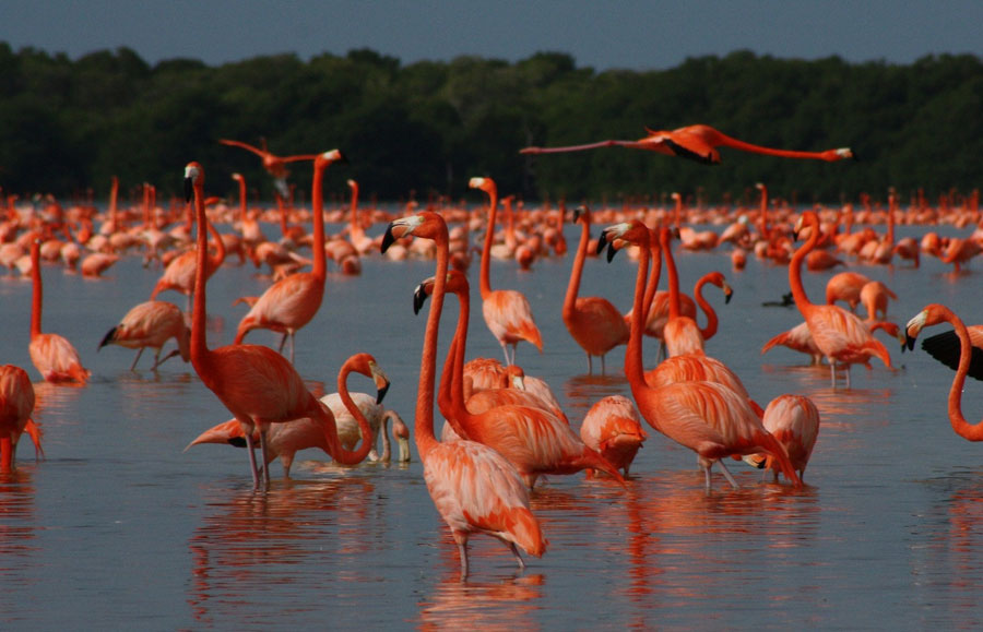 Nota sobre Reserva de la Biosfera Ría Celestún, Yucatán