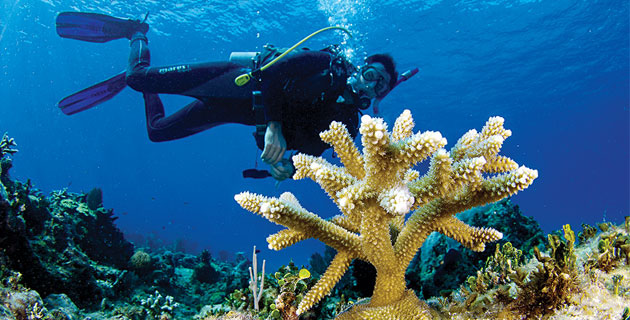 Nota sobre Jardineros de corales en Quintana Roo