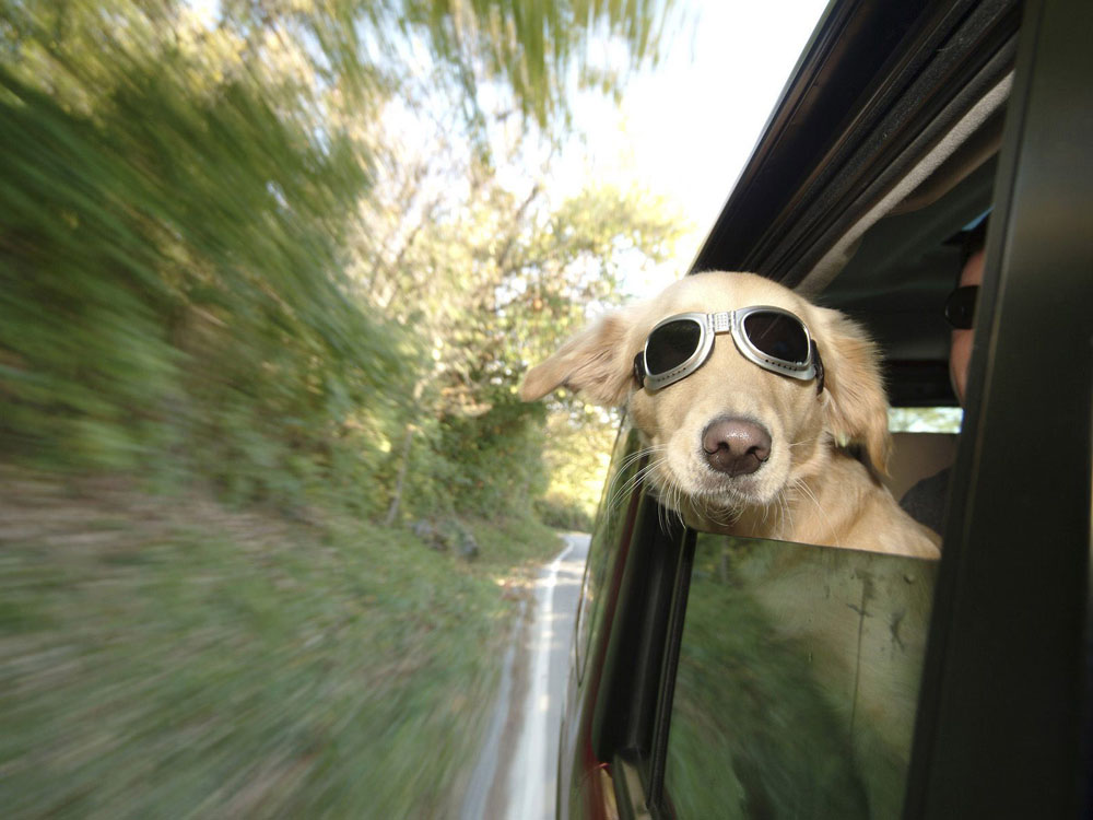 Nota sobre Qué tener en cuenta a la hora de salir de vacaciones con su perro 