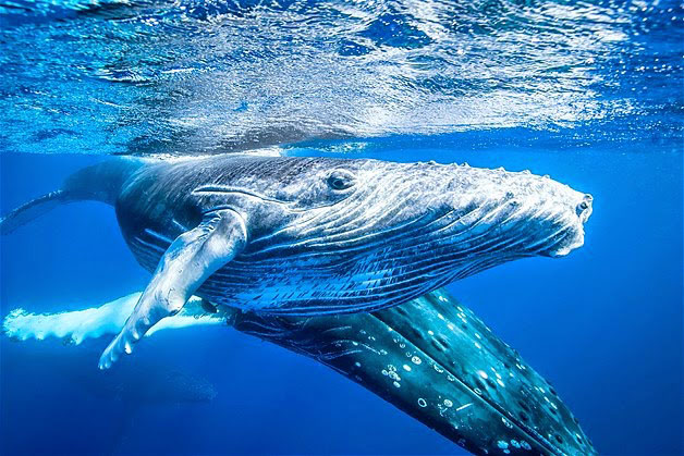 Nota sobre Los 4 santuarios para admirar a la ballena gris en Baja California Sur