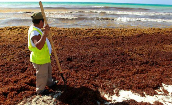 Nota sobre Retiran diariamente algas malolientes de las playas de Cancún