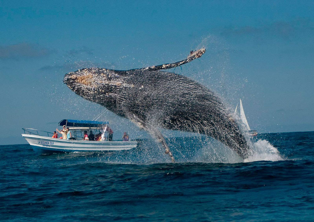 Nota sobre En diciembre llegan las ballenas jorobadas a México