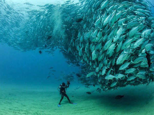 Nota sobre La Paz te invita a nadar entre lobos y gigantes