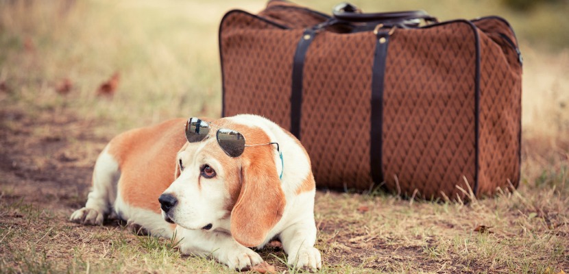 Nota sobre Todo lo que necesitas de saber para viajar con tu mascota