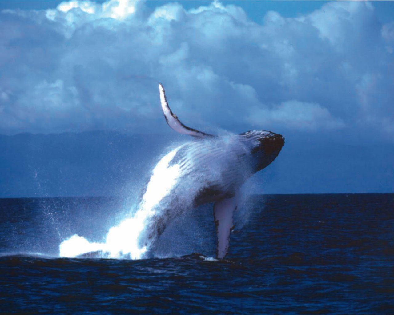 Nota sobre Avistamiento de ballenas en las playas de Per&uacute;