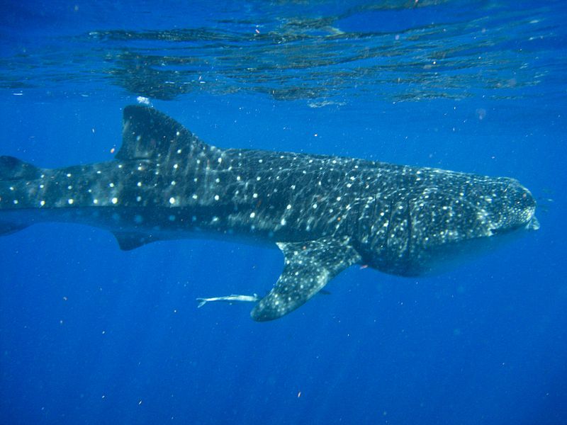 Nota sobre Nadar con tiburones ballena