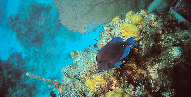 Nota sobre Isla Cozumel, arcoiris subacu&aacute;tico