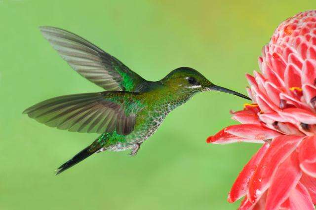 Nota sobre Ecuador destino privilegiado para el avistamiento de aves