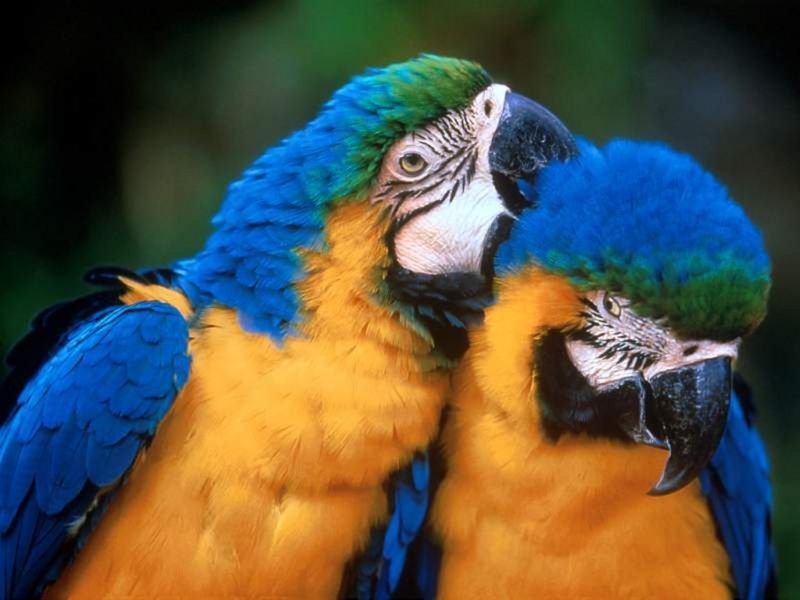 Nota sobre Venezuela ocupa s&eacute;ptima posici&oacute;n en ranking mundial de aves