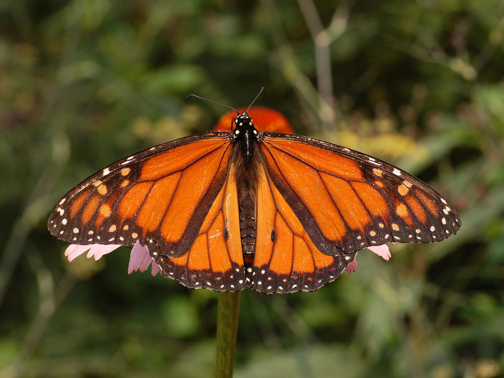 Nota sobre La contemplación de mariposas monarca en México