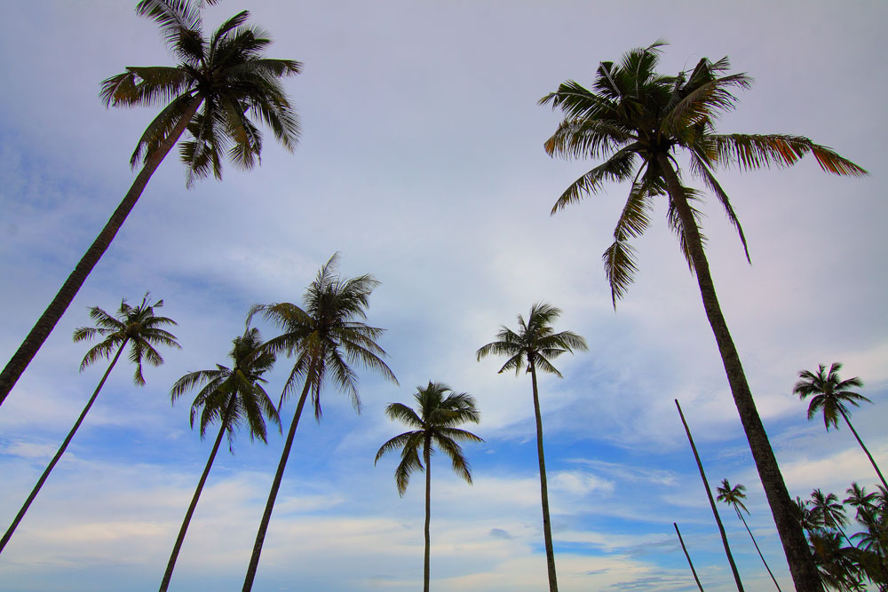 Nota sobre La rica historia de Sayulita