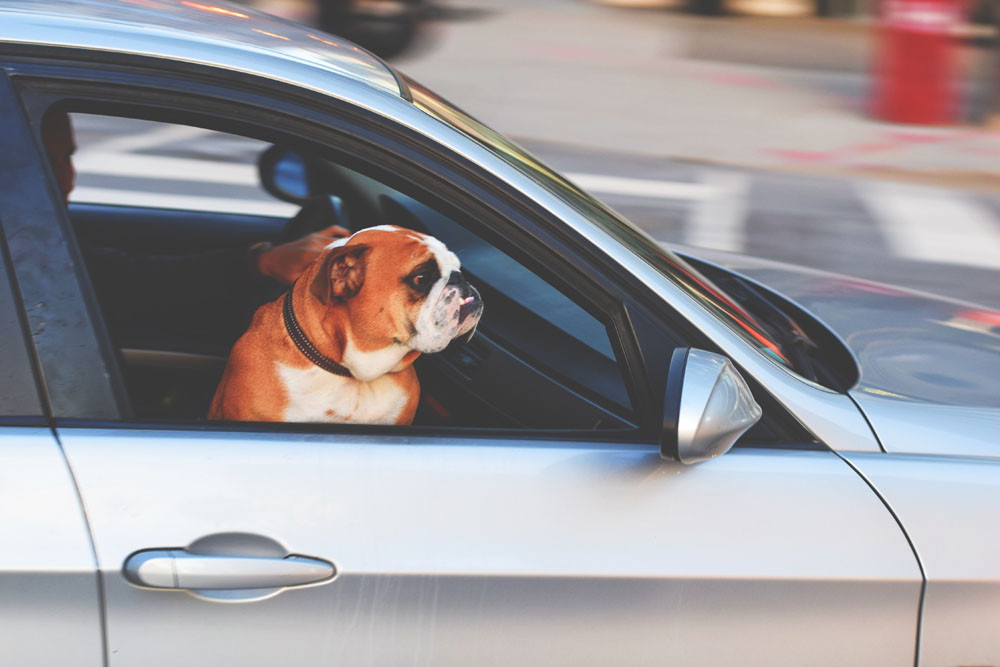 Nota sobre En avión o en coche: Tips para viajar con tu mascota