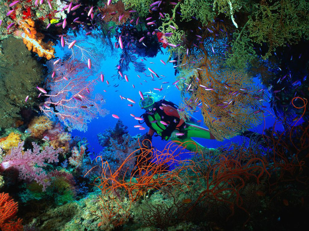 Nota sobre Buceo En Ixtapa