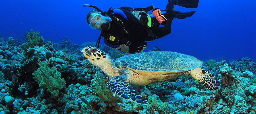 Nota sobre Cozumel, paraíso para el buceo