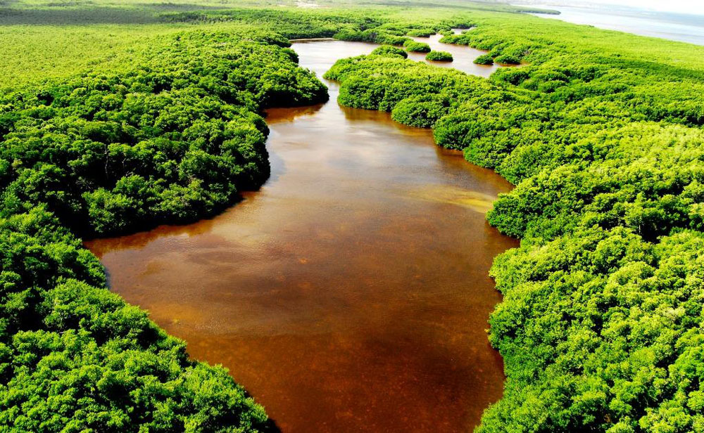 Nota sobre Petenes y camposantos mayas en Campeche