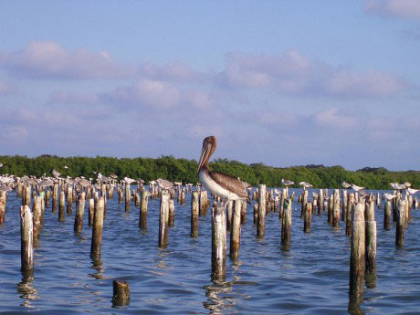 Nota sobre Veracruz, a través de sus playas