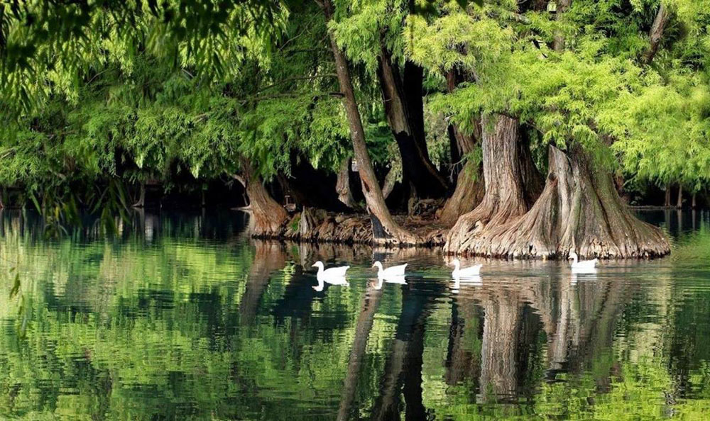 Nota sobre El ahuehuete, árbol mexicano