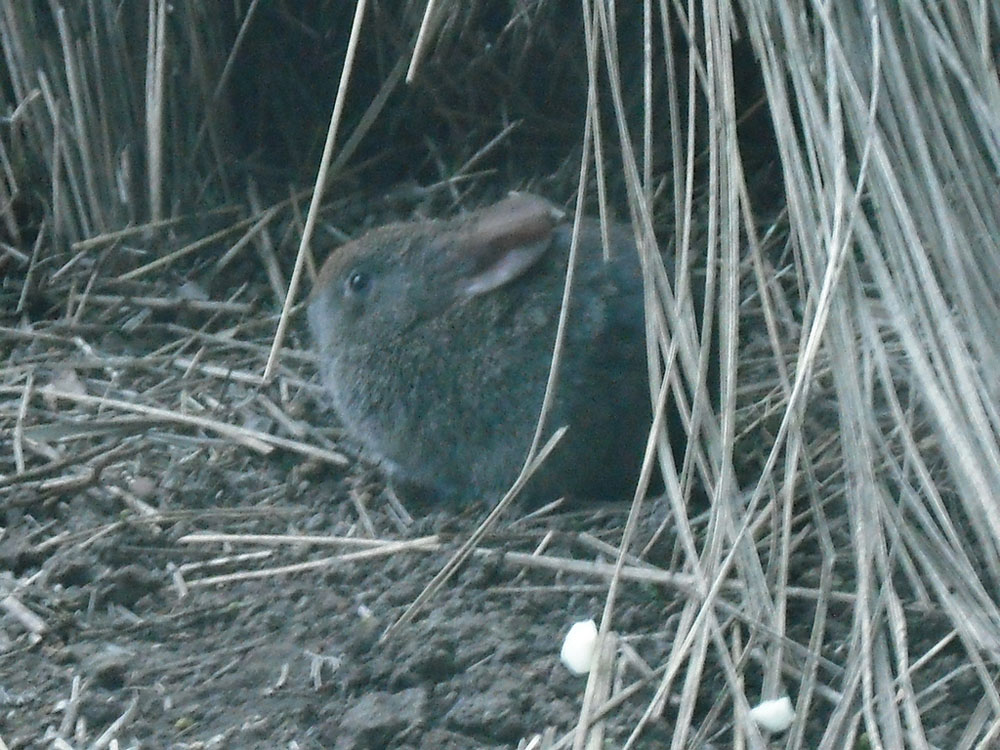 Nota sobre Los teporingos, unos tiernos y pequeños animales