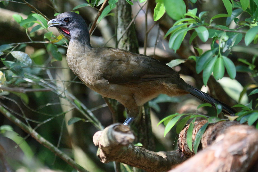 Nota sobre Te invitamos al avistamiento de aves en Nayarit