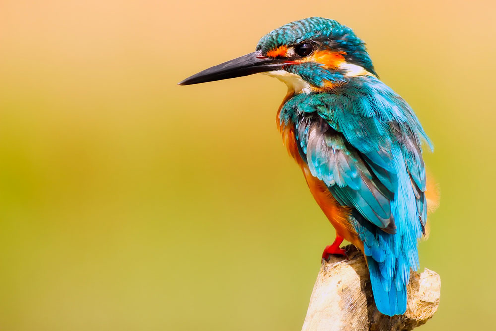 Nota sobre Obtén hermosas fotografías de aves con estos tips