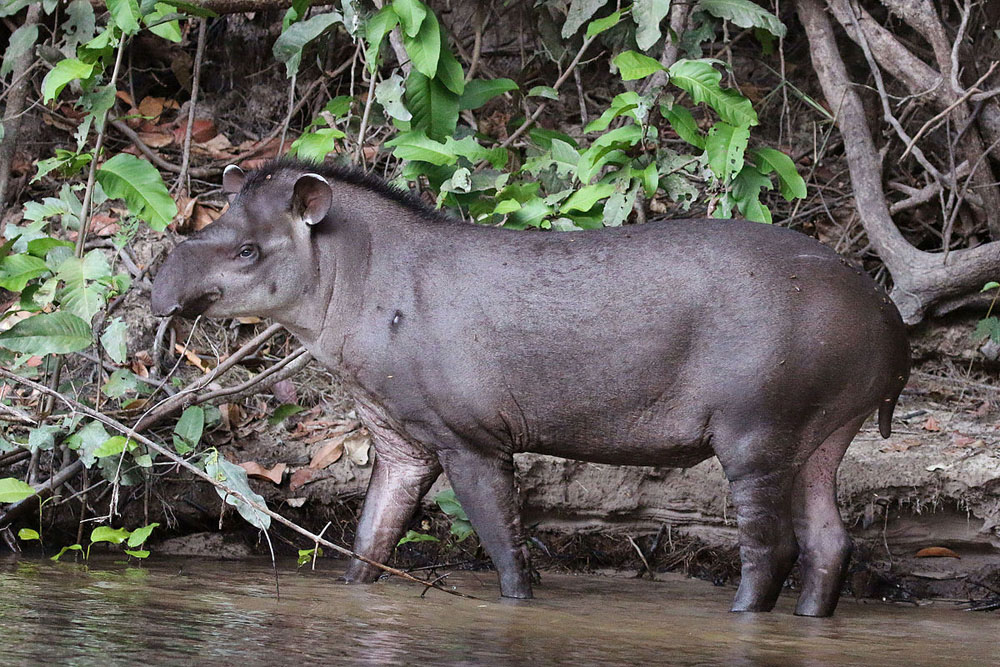 Nota sobre Nahá y Metzabok, santuarios ecológicos en Chiapas