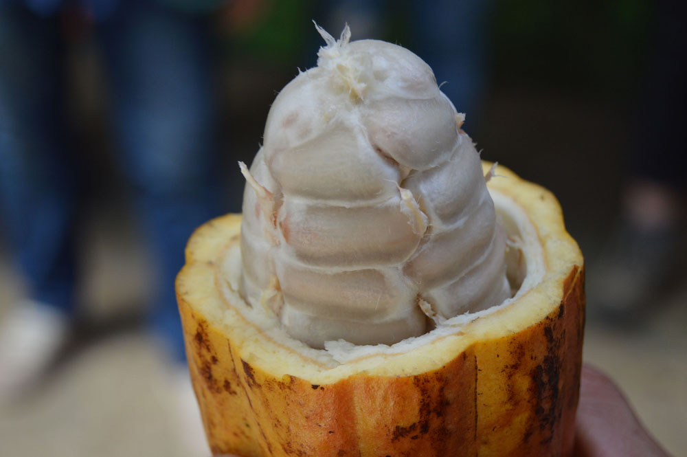 Nota sobre Recorre la ruta del cacao en Tabasco