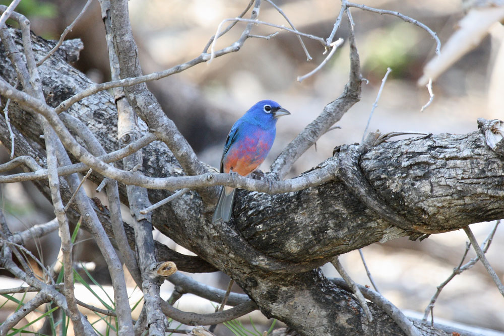 Nota sobre Contemplación de aves mexicanas