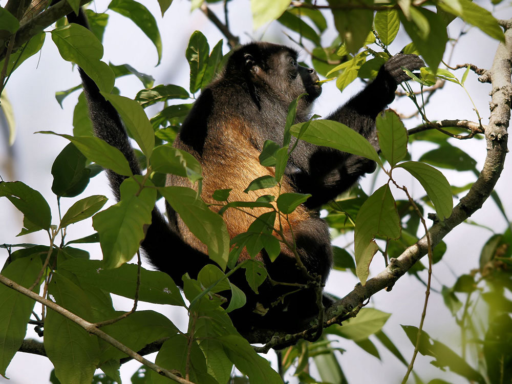 Nota sobre Turismo ecológico y natural en Chiapas