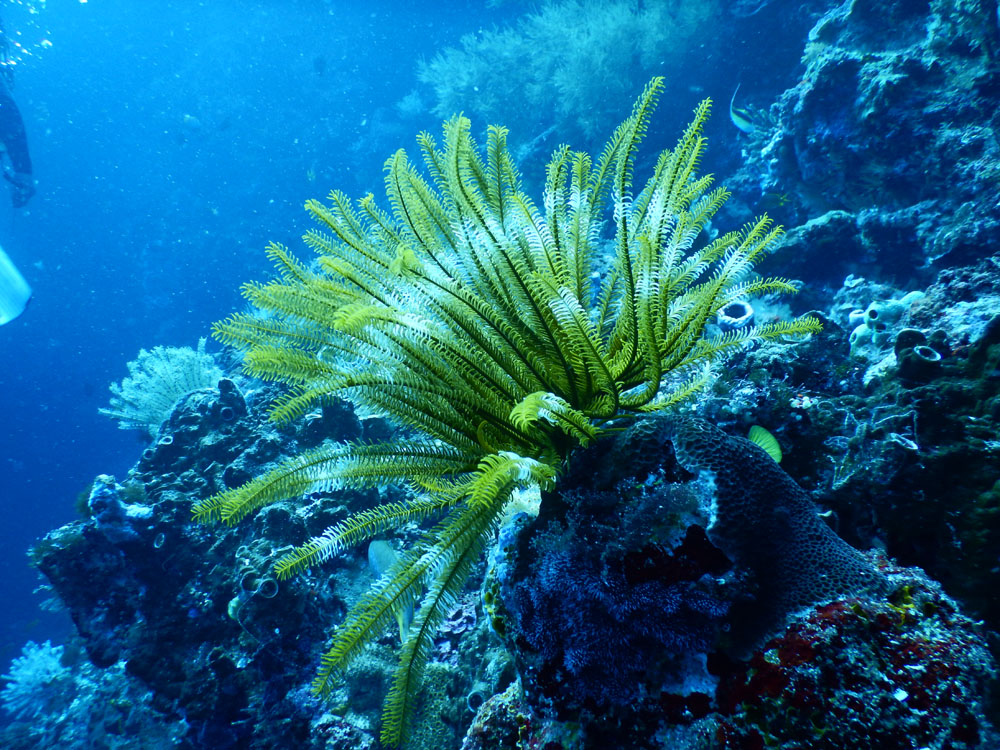 Nota sobre Conoce el mundo submarino en Cozumel