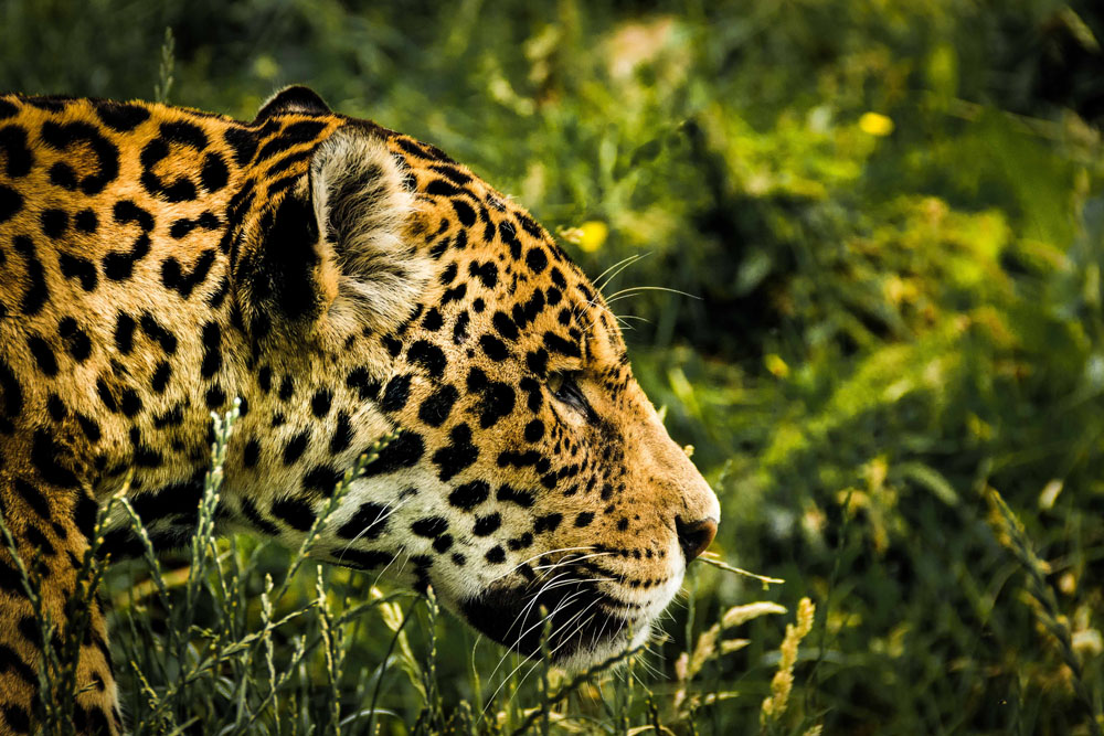 Nota sobre El jaguar, un felino admirable residente en México