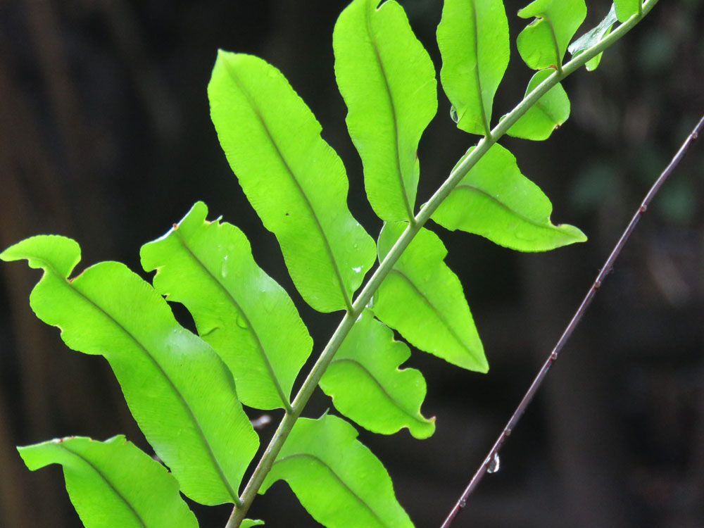 Nota sobre Conoce tu naturaleza en las reservas ecológicas de México