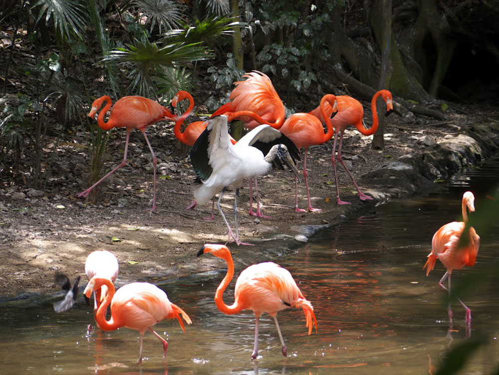 Nota sobre Xcalak, Quintana Roo