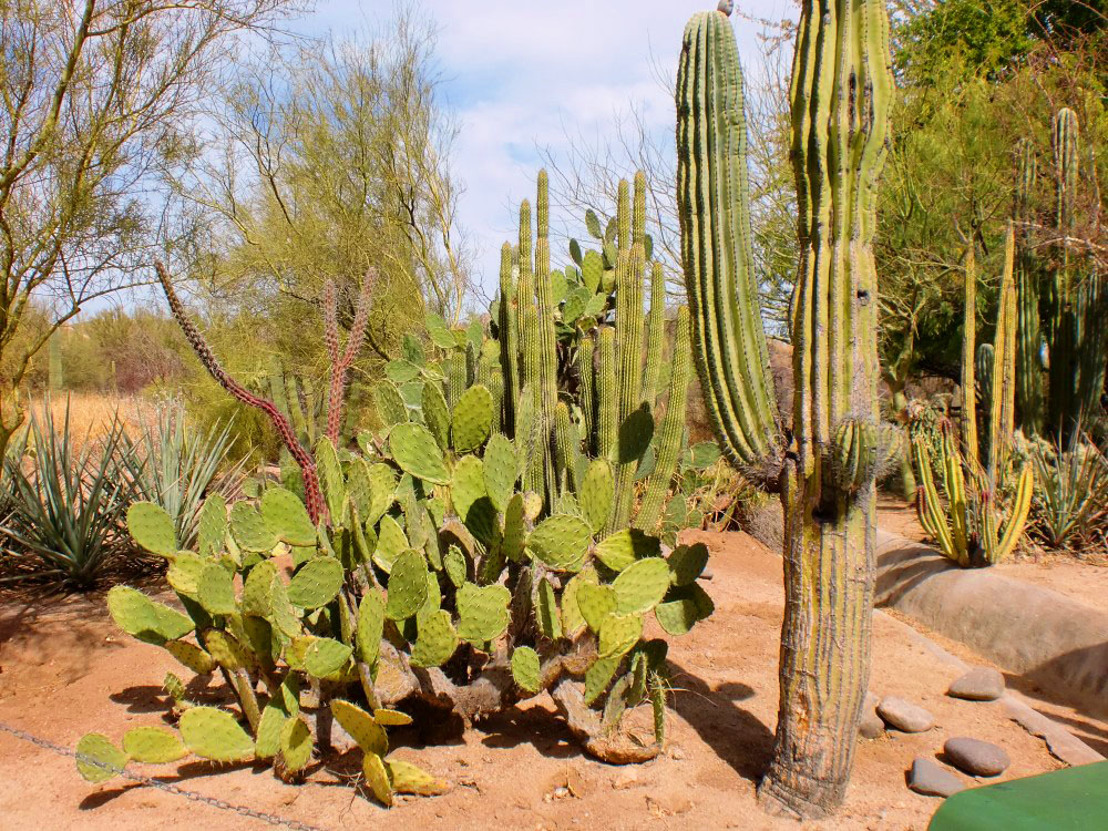 Nota sobre Centro Ecológico del Estado de Sonora CEES