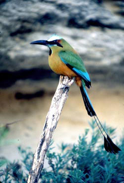 Nota sobre Festival de las Aves de Yucatán Toh