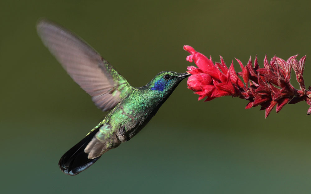 Nota sobre Tipos de colibrí en México