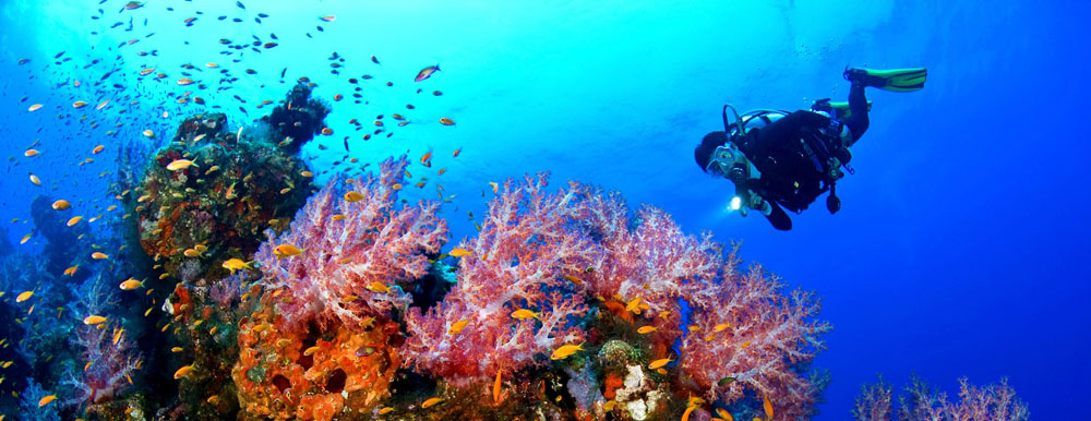 Nota sobre Practica el buceo en Cozumel