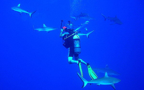 Nota sobre Practica el buceo en Cozumel