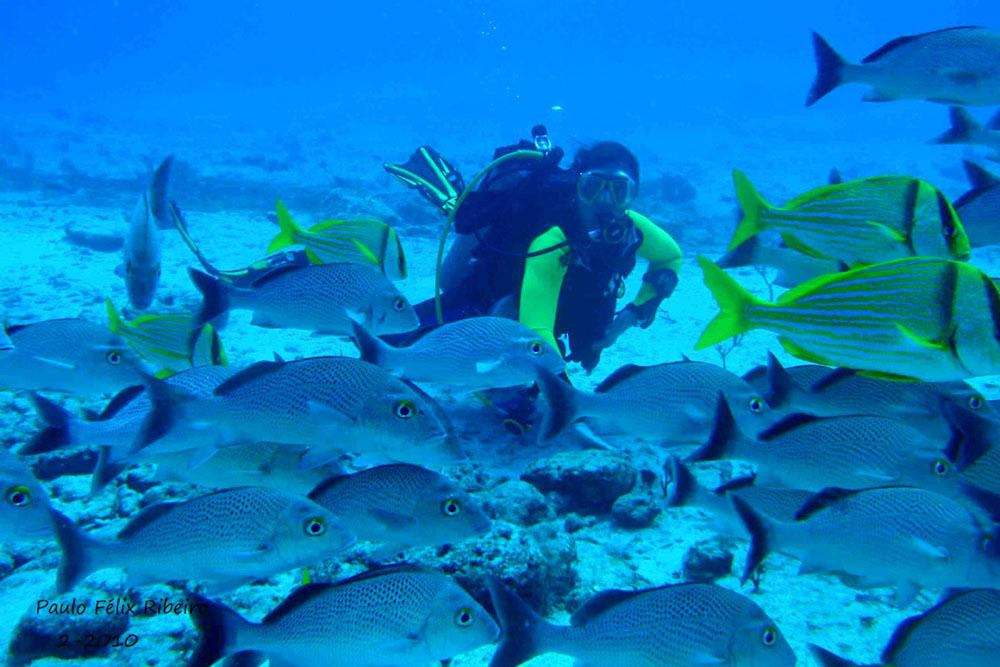 Nota sobre Practica buceo en Playa del Carmen, Quintana Roo