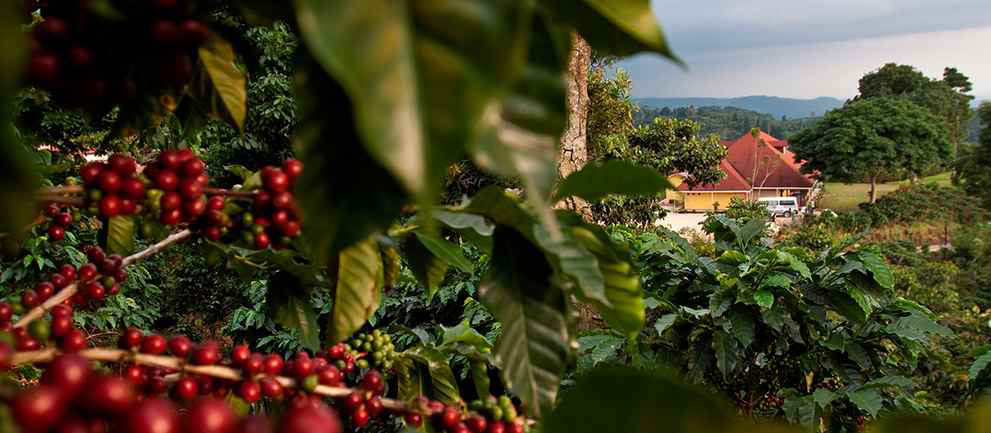 Nota sobre Finca Hamburgo aroma a café en Chiapas