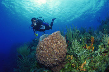 Nota sobre Arrecifes de Cozumel